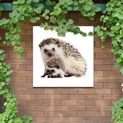 Outdoor Canvas Wall Art - Hedgehogs